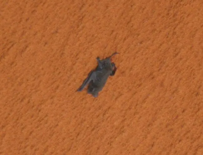 NASA still of the free-tailed bat on Discovery’s orange tank.